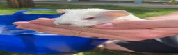 Guinea Pig rodents for sale: Baby Girl and Boy Guinea pigs  - Advert 9