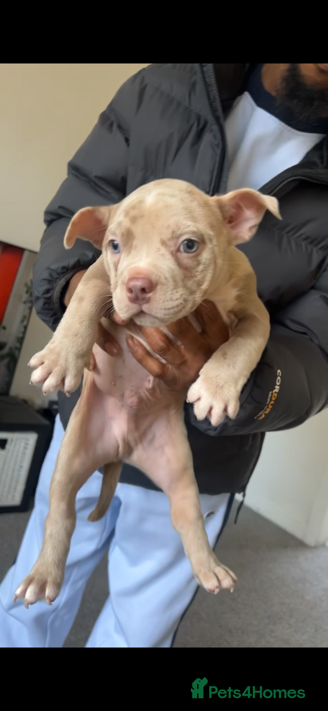 American Bully dogs for sale: Beautiful Pocket bully puppies for sale!!! - Advert 4