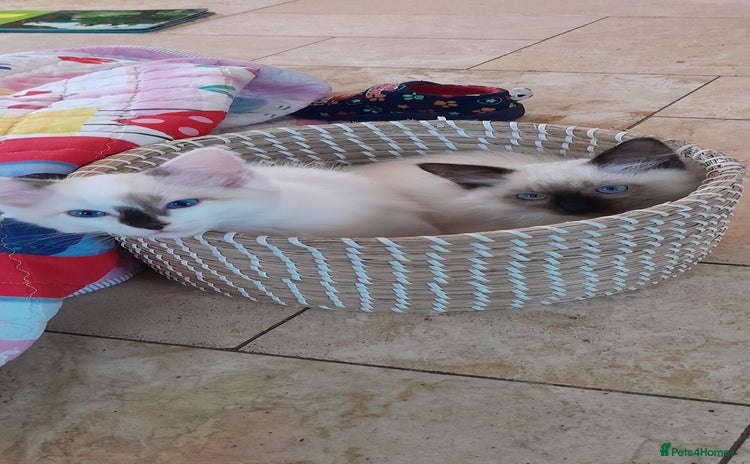 Ragdoll cats - Advert 5
