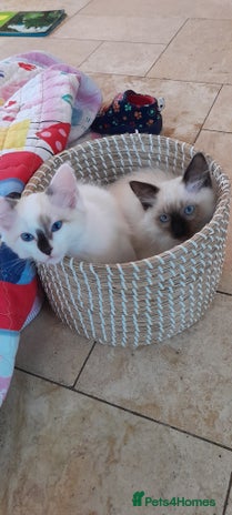 Ragdoll cats - Advert 5
