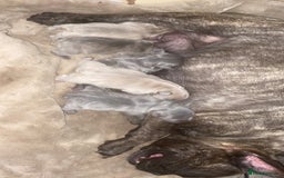 French Bulldog dogs for sale: French bulldogs  - Image 7