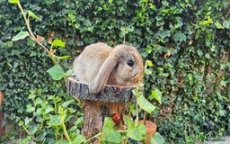 French Lop rabbits for sale: French Lop Bunnies 🐰  - Image 11