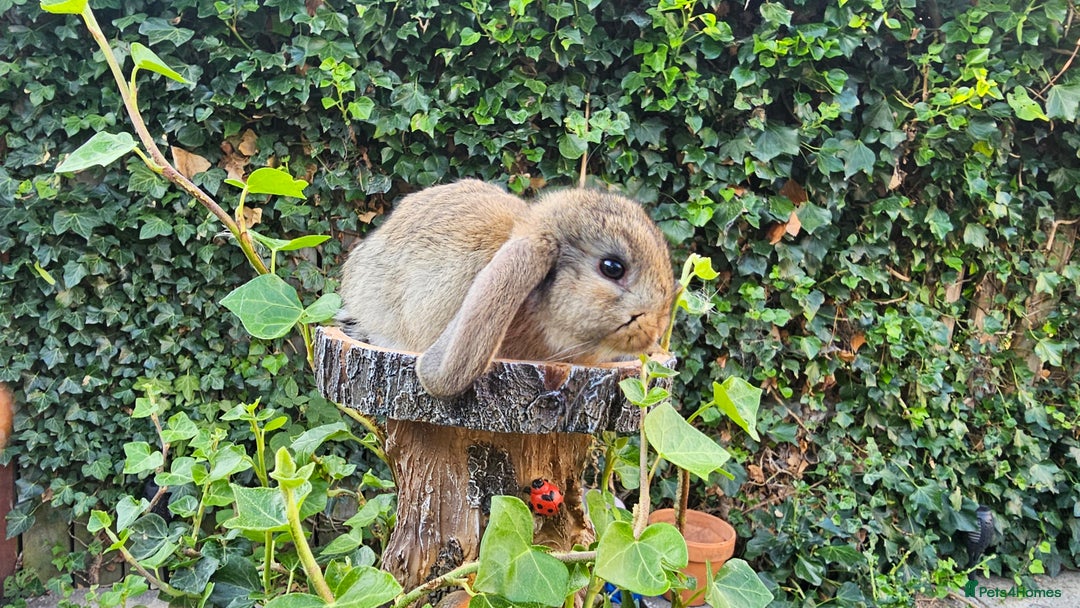 French Lop rabbits for sale: French Lop Bunnies 🐰  - Image 11
