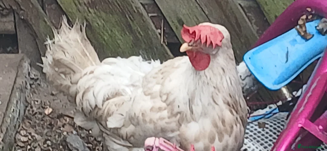 Hens poultry for sale: A rooster and hen in Ilford - Advert 2