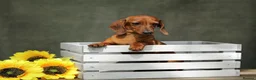 Miniature Dachshund dogs for adoption: Mel – Female Miniature Dachshund in Caterham - Advert 3