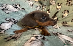 Dachshund dogs for sale: 2 beautiful little girl dachounds  - Image 3