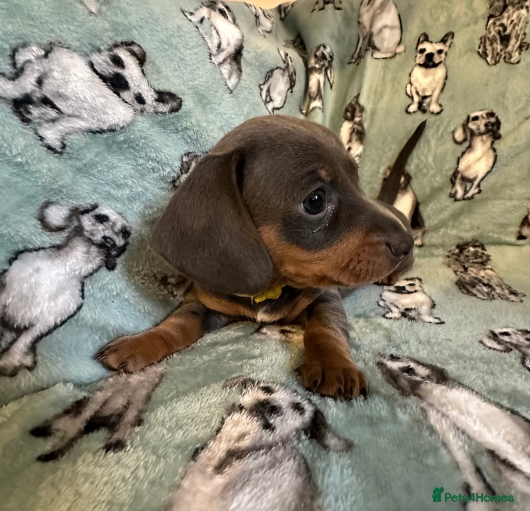 Dachshund dogs for sale: 2 beautiful little girl dachounds  - Image 3