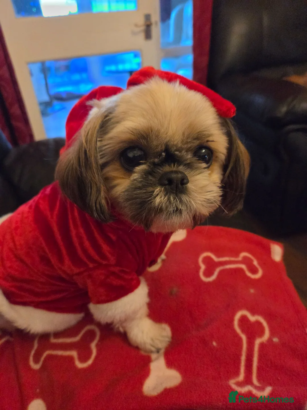 Shih Tzu dogs for sale: 3 Beautiful shih tzu puppies  in Newport - Advert 20