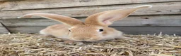 Continental Giant rabbits for sale: Continental giant babies available  - Advert 3