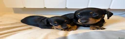 Miniature Dachshund dogs for sale: Black and Tan beautiful miniature dachshunds - Advert 3