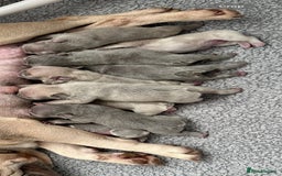 French Bulldog dogs for stud: NEW SHADE ISABELLA health tested  in Hastings - Image 12