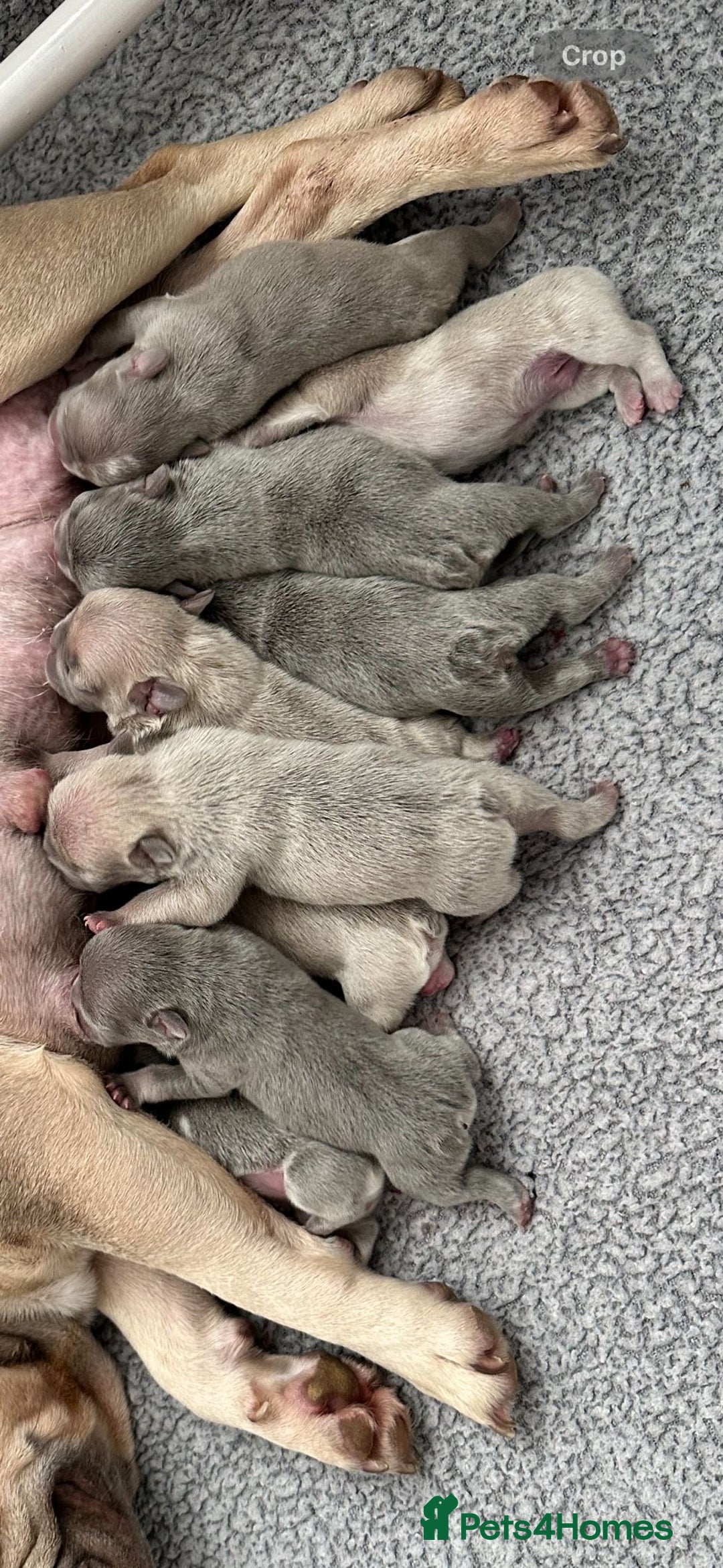 French Bulldog dogs for stud: NEW SHADE ISABELLA health tested  in Hastings - Image 12