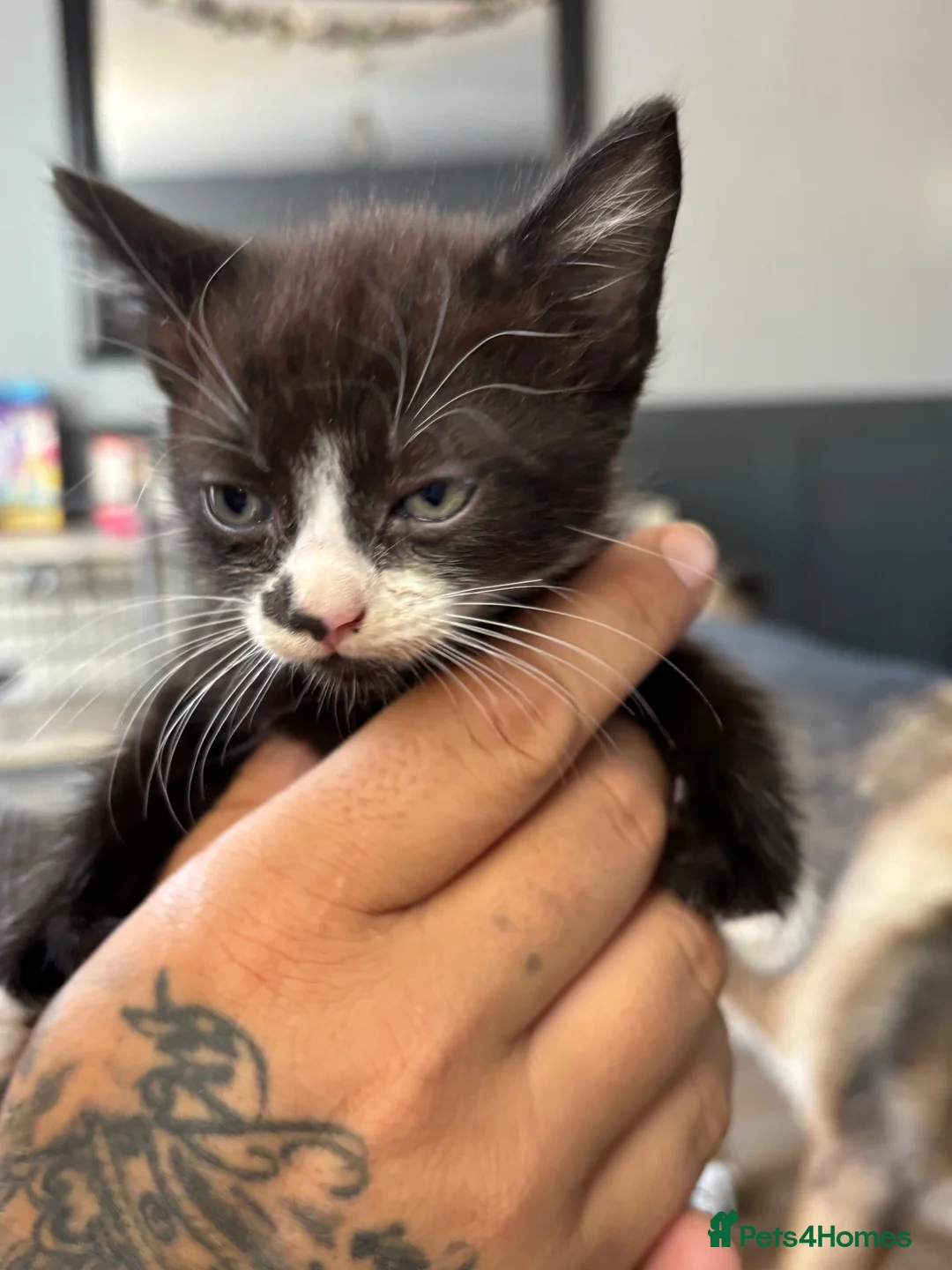 Mixed Breed cats for sale: Kittens  - Advert 2