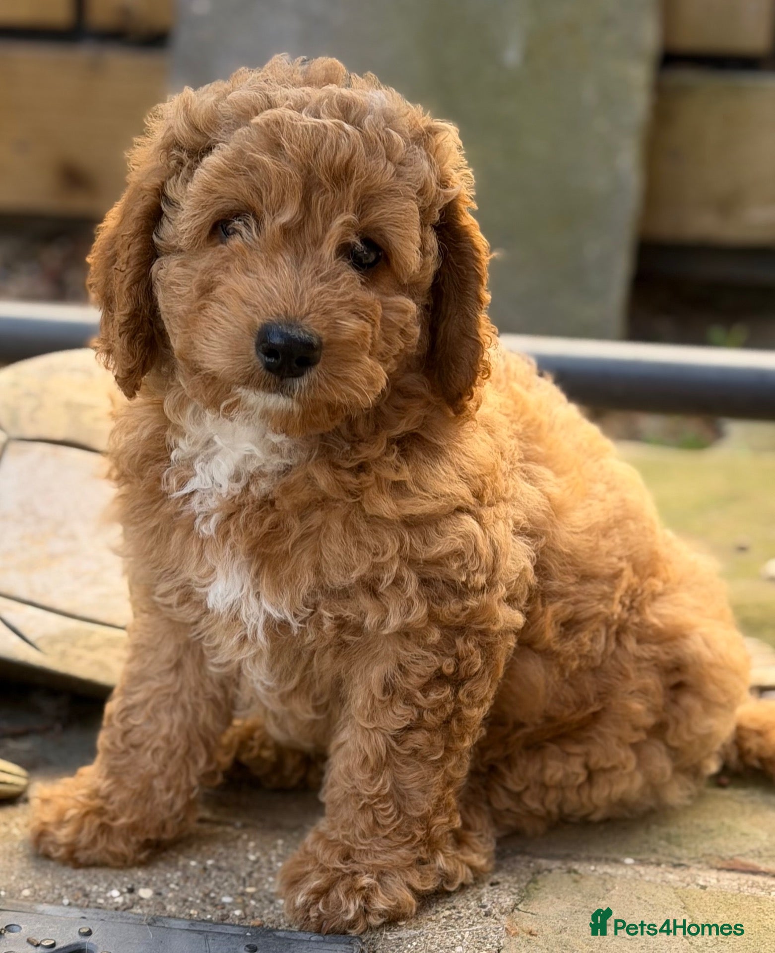 Labradoodle dogs Beautiful, F1bb Miniature Labradoodles  - Advert 5