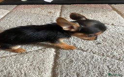 Chorkie dogs for sale: Chorkie Puppies For Sale - Image 9