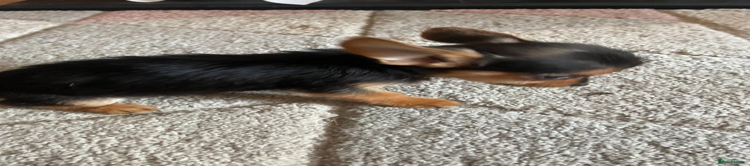 Chorkie Puppy 5