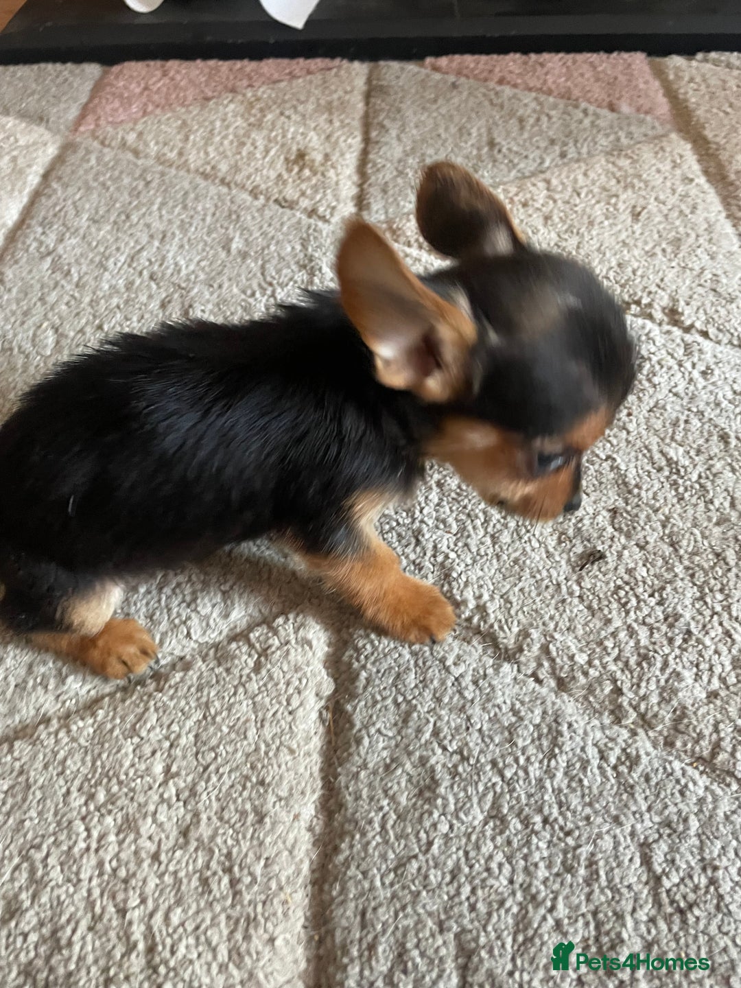 Chorkie dogs for sale: Chorkie Puppies For Sale - Image 9