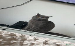 British Shorthair cats for sale: ACTIVE British shorthair female - Image 1