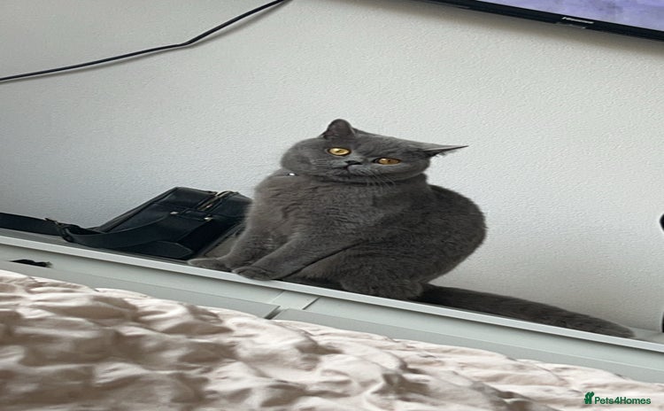 British Shorthair cats for sale - Advert 1