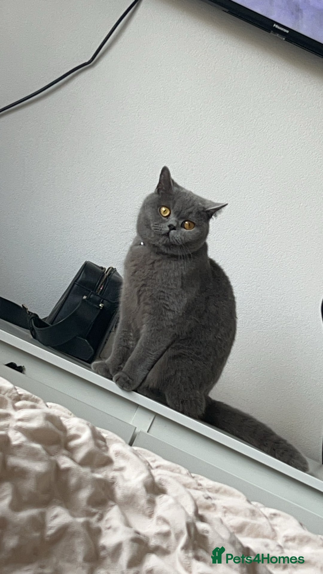 British Shorthair cats for sale: ACTIVE British shorthair female - Image 1