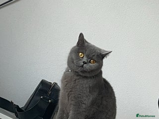 British Shorthair cats - Advert 22