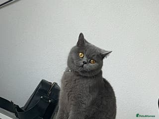 British Shorthair cats ACTIVE British shorthair female - Advert 1