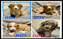 Cockapoo dogs for sale: 🐾F2b COCKAPOO PUPPIES🐾  DNA TESTED PARENTS 🧬 - Image 3