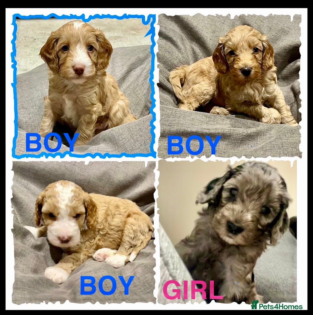 Cockapoo dogs for sale: 🐾F2b COCKAPOO PUPPIES🐾  DNA TESTED PARENTS 🧬 - Image 3