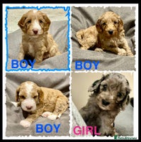 Cockapoo dogs - Advert 3