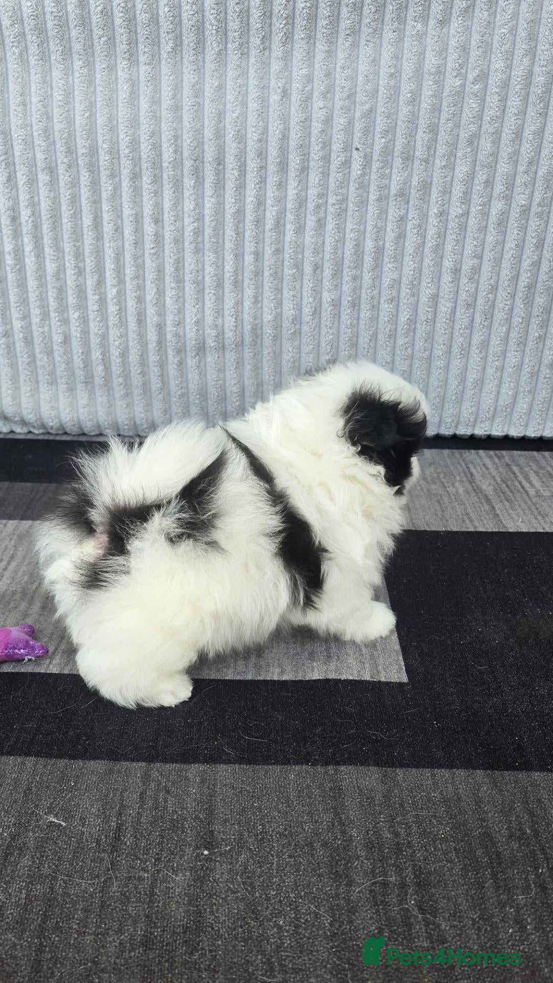 Pomeranian dogs Particolour Poms - Advert 2