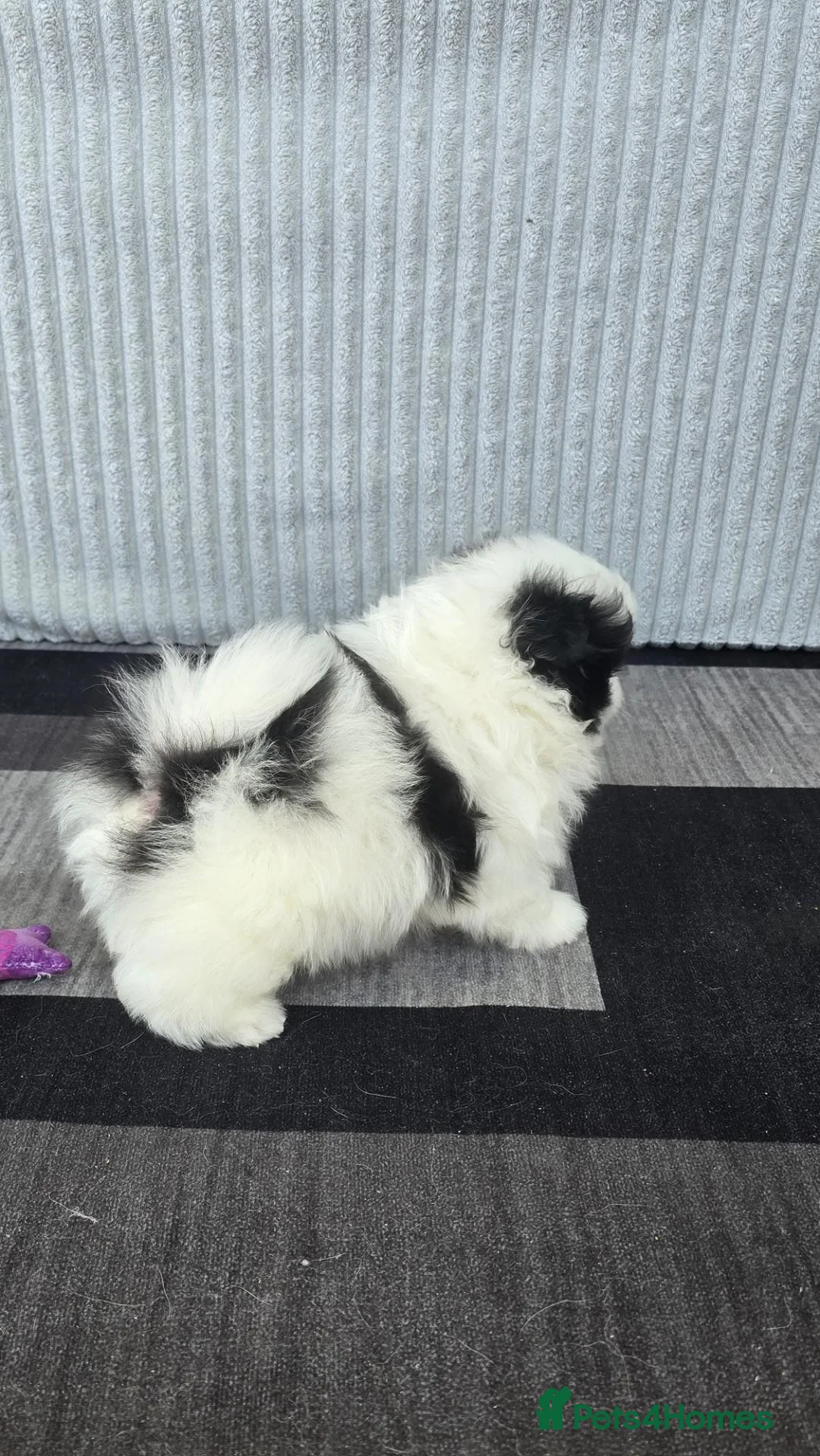 Pomeranian dogs for sale: Particolour Poms - Advert 2