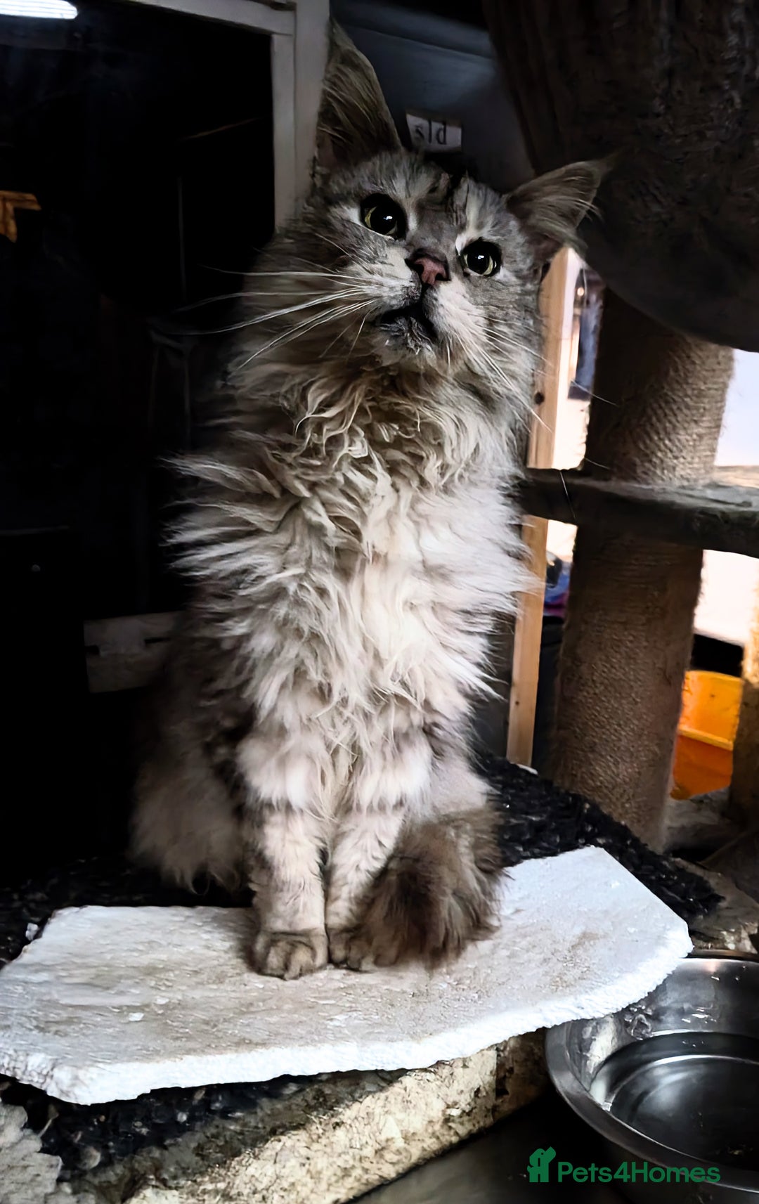 Maine Coon cats for sale: Maine Coon pedigree kittens  - Advert 12