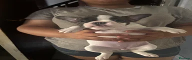 French Bulldog 4