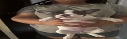 French Bulldog dogs for sale:  French bulldog puppies 1 male 1 female left - Advert 16