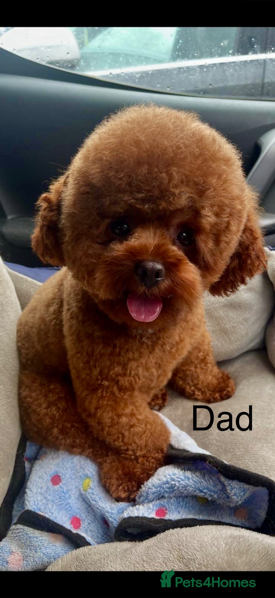 Cavapoo dogs Stunning exceptionally small fox red boy Cavapoos - Advert 2