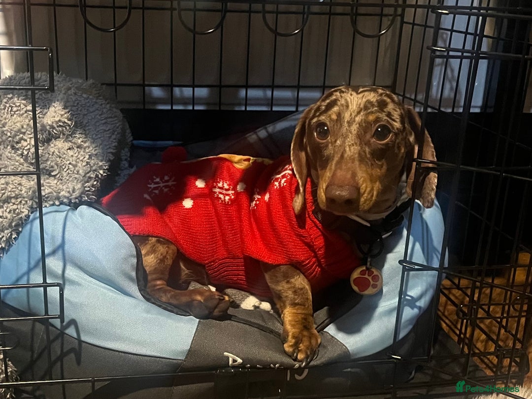 Dachshund dogs for sale: Male Dashound for sale  - Advert 4
