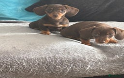 Miniature Dachshund dogs for sale: Miniature Dachshunds - Image 34