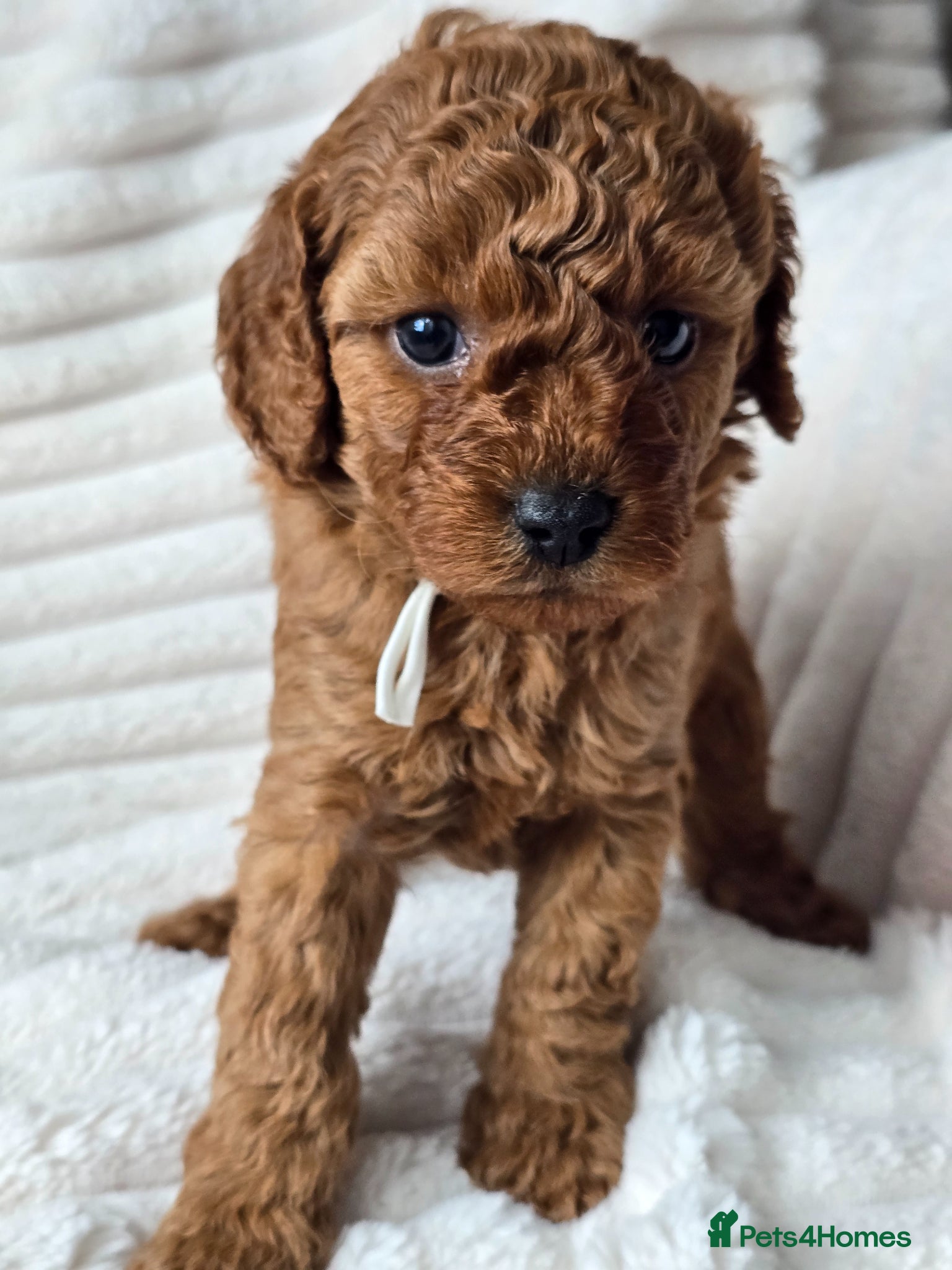 Cavapoo dogs 💥Cavapoo F1b💥 DNA tested  - Advert 1