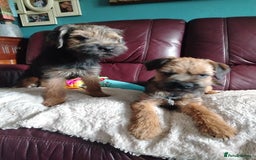 Border Terrier dogs for sale: Border Terrier girls available  - Image 11