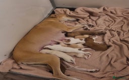 Mixed Breed dogs for sale: 7 stunning saluki lurchers puppies 5*amazing homes - Image 8
