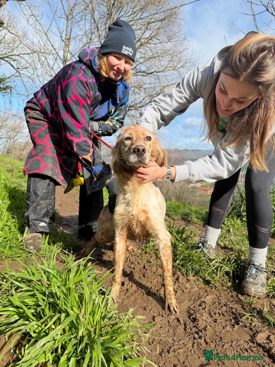 English Setter dogs for adoption: Astra - Advert 9