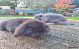 Mini Lop rabbits for sale: Mini lop does *SOLD* - Image 2