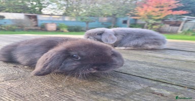 Mini Lop rabbits - Advert 10