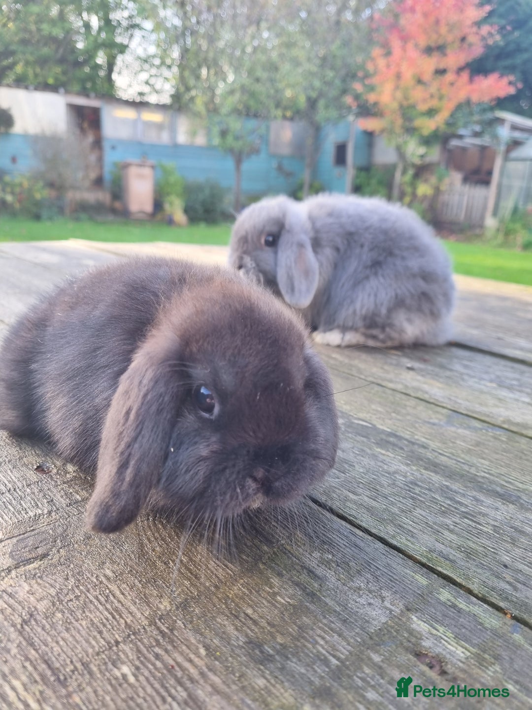 Mini Lop rabbits for sale: Mini lop does *SOLD* - Image 2