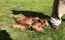 Lakeland Terrier dogs for sale: Lakeland terrier puppies - Image 8