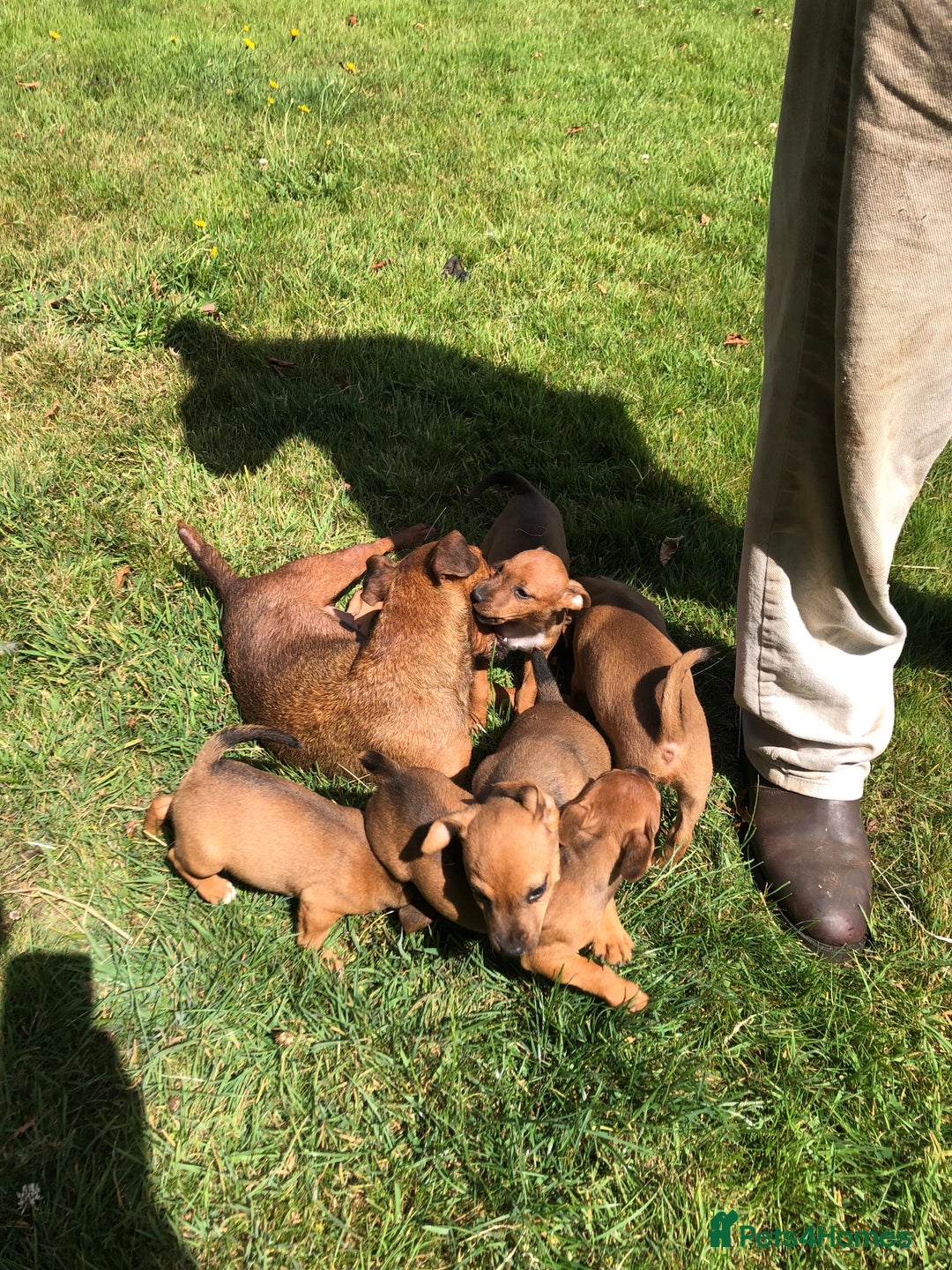 Lakeland Terrier dogs for sale: Lakeland terrier puppies - Image 8