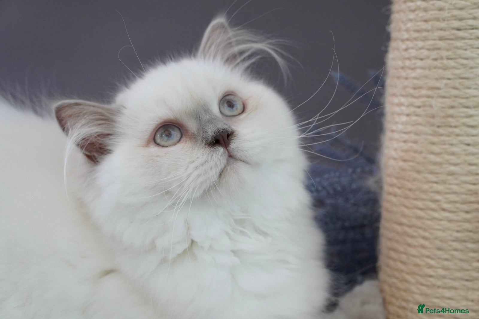 British Shorthair cats 💙Last kitten💙 - Advert 12
