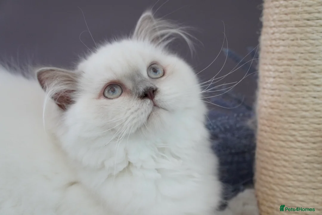 British Shorthair cats for sale: 💙Last kitten💙 - Advert 1