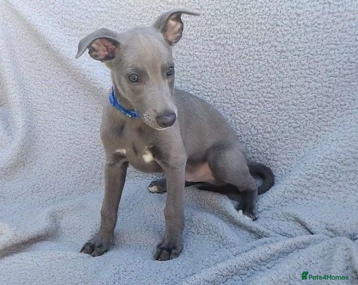 Whippet dogs KC Reg - true to type whippets - Advert 5