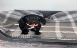Cocker Spaniel dogs for sale: Adorable Cocker Spaniel  - Image 11